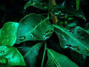 Close-up of raindrops on leaves