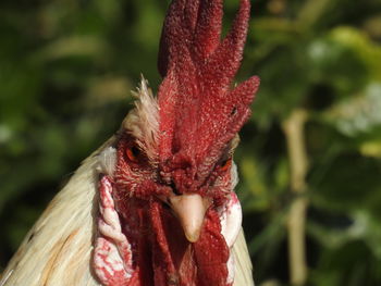 Close-up of rooster