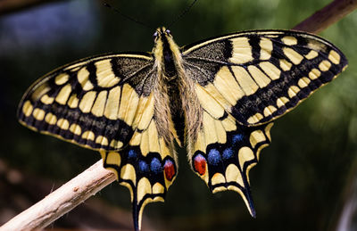 Close-up of butterfly perching on leaf