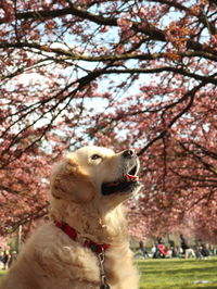 Close-up of a dog looking away