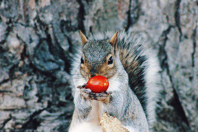 Squirrel loves tomatoes