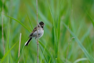 Bird perching on a plant