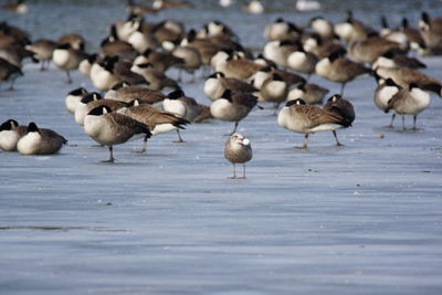 Flock of birds perching on lake