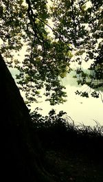 Trees growing against sky