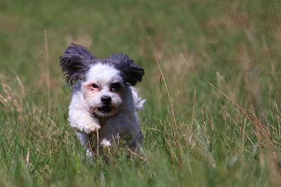 Bolonka zwetna running on grassy field 