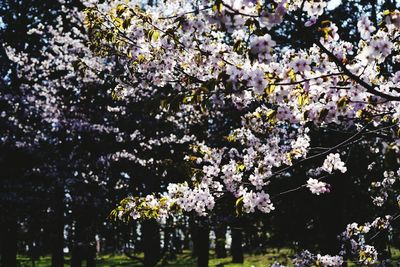 Low angle view of apple blossoms in spring