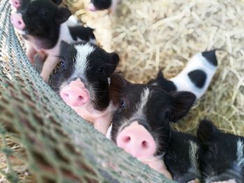 High angle view of piglets