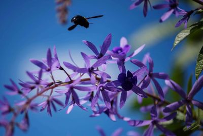 Close-up of bumblebee pollinating on pink flower