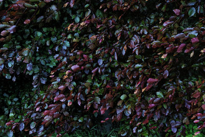 Full frame shot of plants