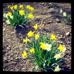 Close-up of yellow flowers blooming in field