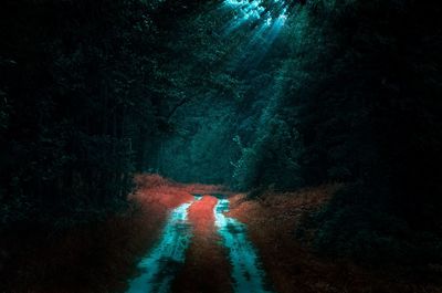 View of road in forest at night
