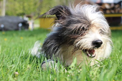 Close-up portrait of dog