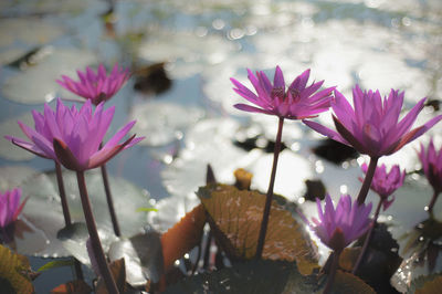 Close-up of pink flowering plants