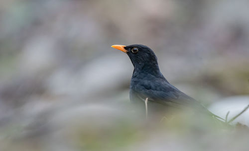 Close-up of bird perching on branch