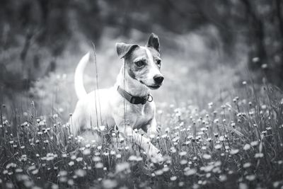 Dog running on field