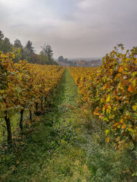 View of vineyard against sky