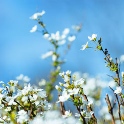 Low angle view of cherry blossom against sky