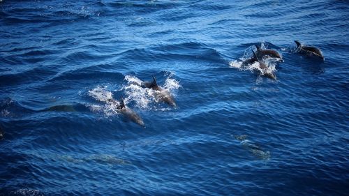 High angle view of dog swimming in sea