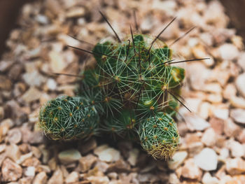 High angle view of succulent plant on field