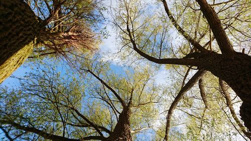 Low angle view of trees against clear sky