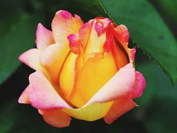 Close-up of pink rose