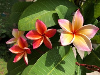 Close-up of frangipani on plant