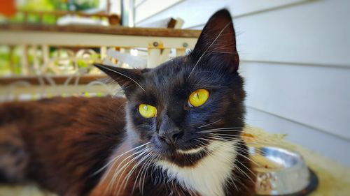 Close-up of cat looking away