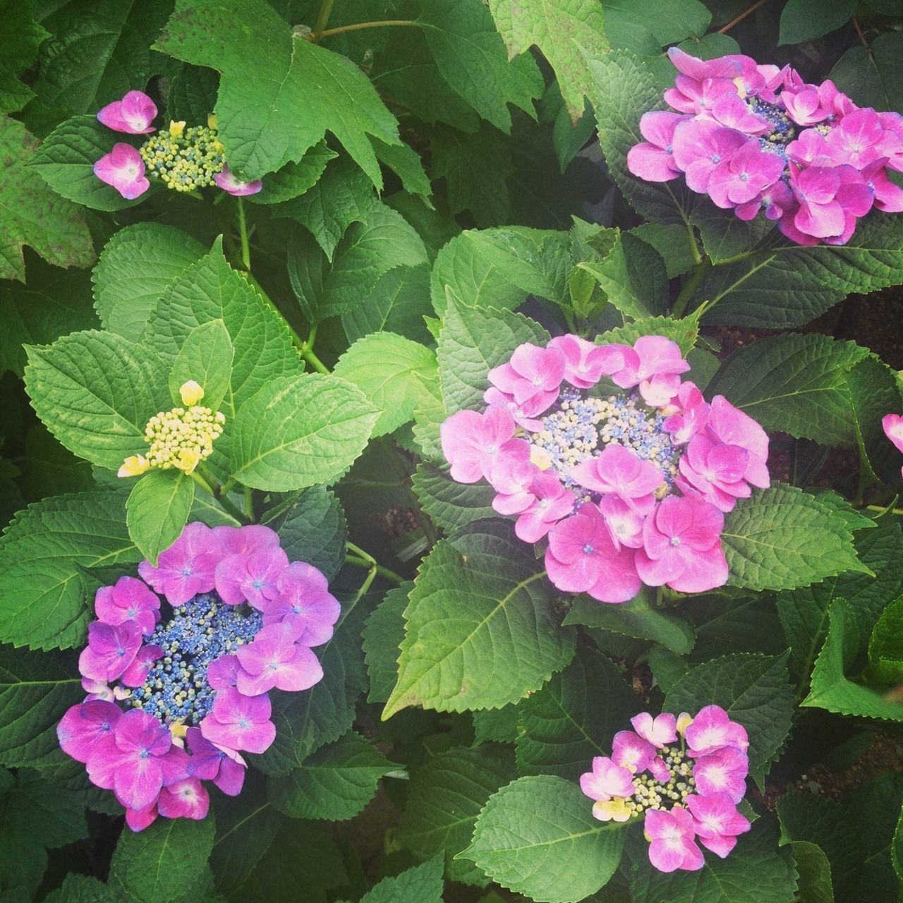 flower, freshness, fragility, petal, growth, pink color, leaf, beauty in nature, flower head, blooming, plant, nature, high angle view, purple, in bloom, close-up, green color, park - man made space, blossom, outdoors