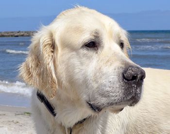 Close-up of dog looking away