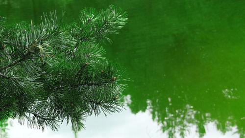 Close-up of fresh green plants against sky