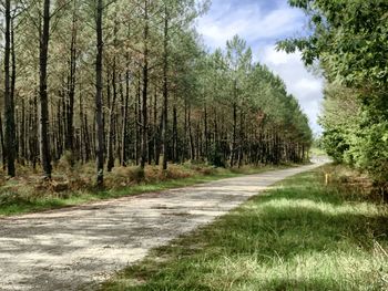 Road amidst trees in forest against sky