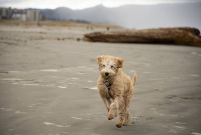 Puppy running on the beach.