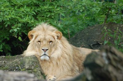 Portrait of a relaxed lion
