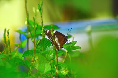 Butterfly on leaf