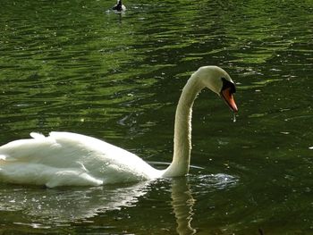 Swan swimming in lake