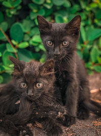 Portrait of cats on outdoors