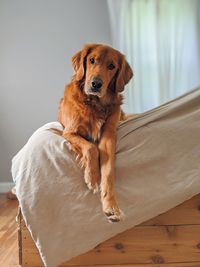 Portrait of dog sitting at home