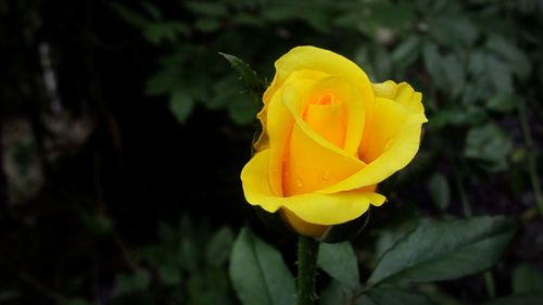 Close-up of yellow rose