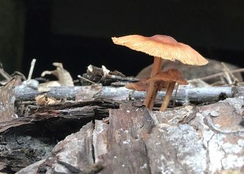 Close-up of mushrooms growing on wood