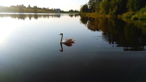 Swans swimming in lake