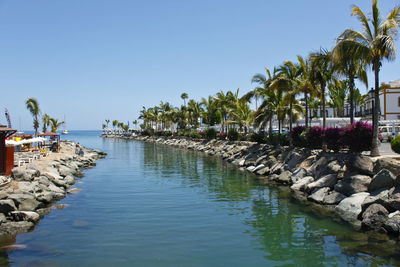 Scenic view of palm trees against clear sky