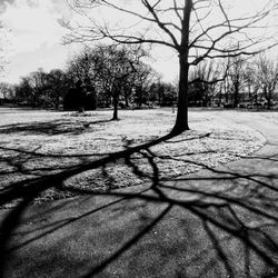 Shadow of bare trees on landscape against sky