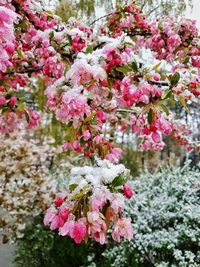 High angle view of snow on flowering tree