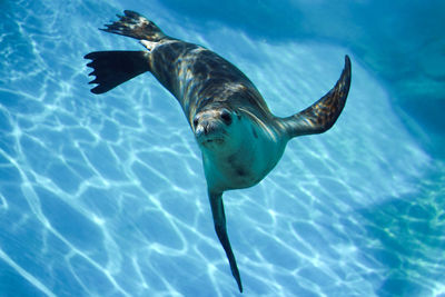 Graceful seal swimming underwater in an aquarium in blue water dappled with sunlight.