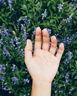 Close-up of cropped hand holding purple flowers