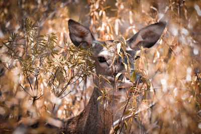 Portrait of deer on land