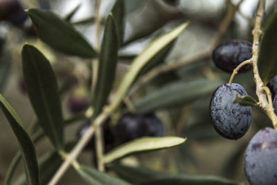 Close-up of plant