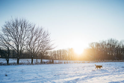 Bare trees on snowy field against clear sky during winter