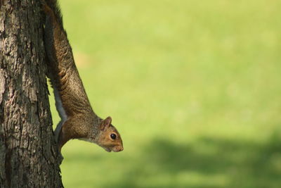 Close-up of squirrel on tree