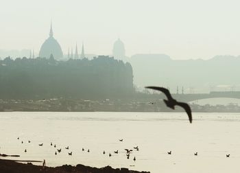 Birds flying over lake in city against sky